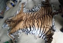 दाङबाट बाघको छालासहित दुई पक्राउ