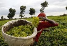 पर्वतमा चिया खेतीको सफल परिक्षण