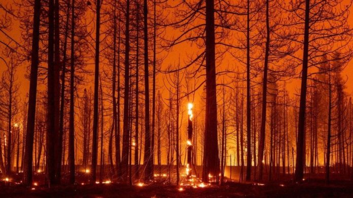 wild-fire