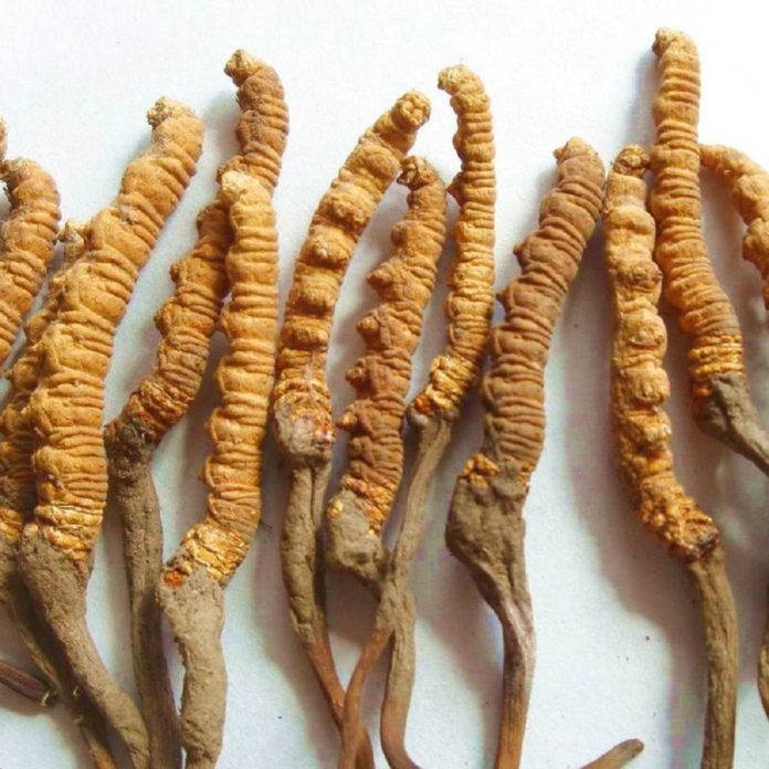 Yarsagumba