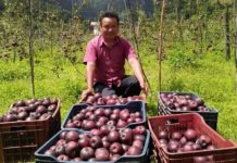 मनाङकाे स्याउले बजार नपाएर किसान मर्कामा