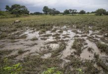 अविरल वर्षाका कारण कैलालीको धान बालीमा ठूलो नोक्सानी