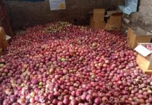 रसुवागढी नाकाबाट ३६ कन्टेनर स्याउ नेपाल भित्रियो