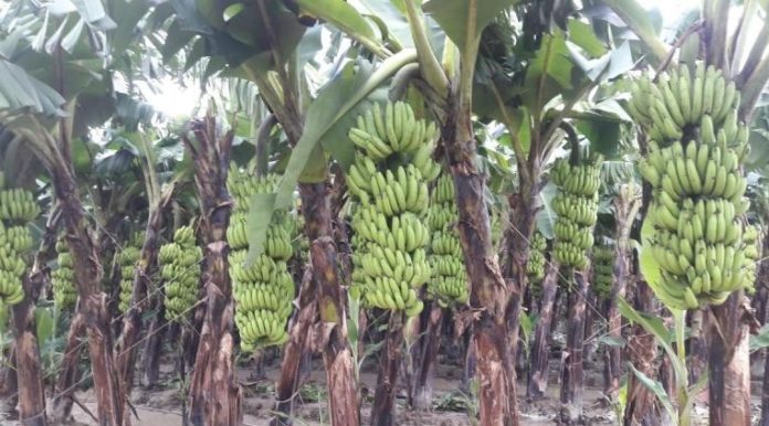 banana (1)