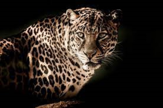 leopard