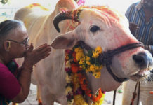 आज गाई, गोरु, गोवर्द्धन र हलि पूजा