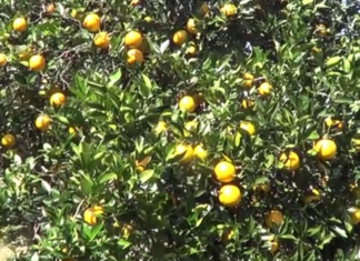 सिन्धुलीमा यस वर्ष जुनारको उत्पादन बढ्ने