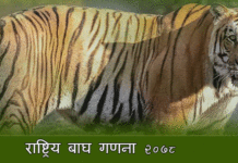 राष्ट्रिय बाघ गणना हुँदै