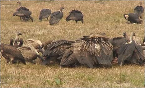 vultures-gidda_PG30gLhgb6