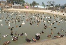 हाँस पालेर दाजुभाइले गरे राम्रो आम्दानी