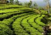 चिया निर्यातसमस्या तत्काल समाधान गर्न माग