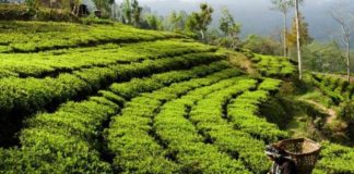 चिया निर्यातसमस्या तत्काल समाधान गर्न माग
