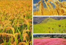 चालु आर्थिक बर्षमा धानको उत्पादन ८.७४ प्रतिशतले घट्ने प्रक्षेपण