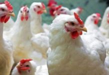 भक्तपुरको एक पोल्ट्री फार्ममा बर्डफ्लु