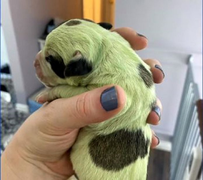 green-dog_kAJp0yOc7J