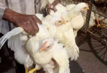 भारतमा ‘मानवमा बर्ड फ्लू’ सङ्क्रमण