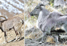 झारल र नाउरको सिकार