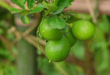 पर्वतमा कागतीखेती अभियान