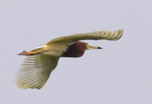 ‘चाइनिज पोन्ड हेरोन’ प्रजातिको चरा चितवनमा पनि भेटिए