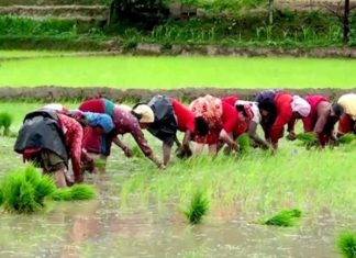 यसपालि ९४ प्रतिशतभन्दा बढी धान रोपाइँ