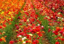 बैंकबाट ऋण नपाउँदा पुष्प व्यवसाय गर्न कठिन