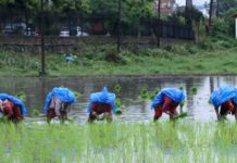 वर्षासँगै किसानलाई रोपाइँ गर्न भ्याइनभ्याई