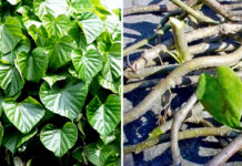 विभिन्न स्थानमा रोपियो गुर्जोका एक हजार बिरुवा