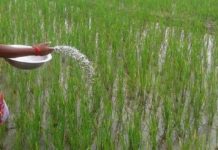 किसानलाई मल र उम्मेदवारलाई मतको चिन्ता