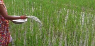 मङ्सिरमा रासायनिक मल आउने