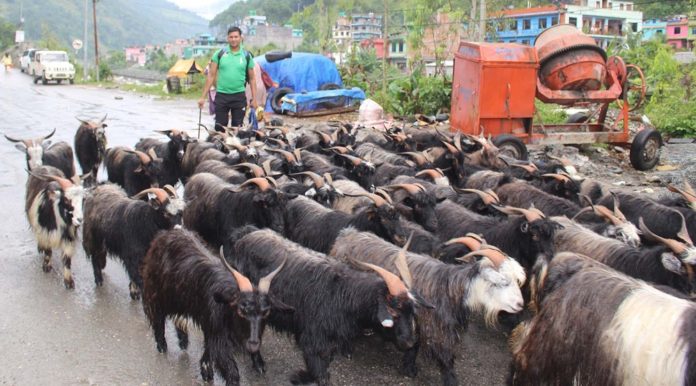 SanotshGautam_Myagdi_RSS_08_IMG_7242