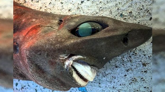 shark_sP9Fy32RGoddd