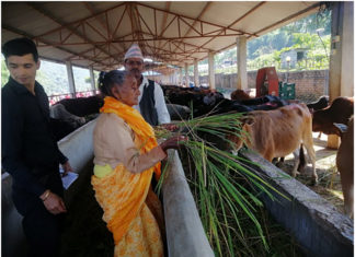 धान काटेर खुवाउने परम्परा धान्दै ९० वर्षीया गङ्गादेवी