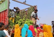 छठका लागि जनकपुरमा मात्रै तीन करोडको केरा आयात