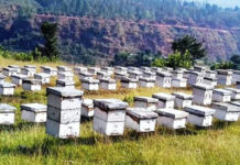 माहुरी पालेर प्रशस्त आम्दानी गर्दै किसान, १२ करोड ९० लाखको मह बिक्री