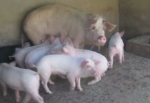 बङ्गुरको बजारमा मागभन्दा उत्पादन बढी