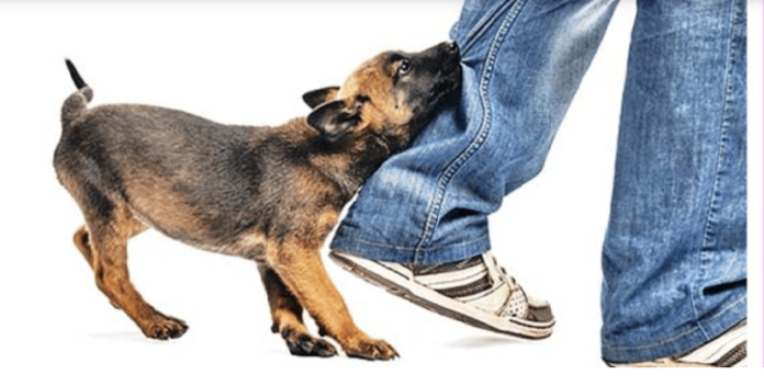 dog-rebij-kukur
