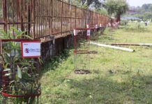 ग्लोबल आईएमई बैंक र त्रिभुवन विश्वविद्यालयको सहकार्यमा वृक्षारोपण