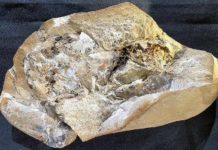 वैज्ञानिकहरूले ३८ करोड वर्ष पुरानो मुटु पत्ता लगायाे