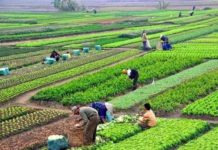 व्यावसायिक तरकारी खेतीबाट आम्दानी