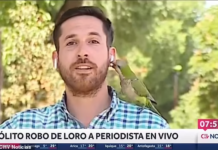 दक्षिण अमेरिकी देश चिलीमा एउटा सुगाले एक पत्रकारको एयरफोन चोरे