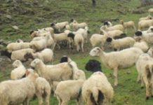 भेडा मर्न थालेपछि समस्यामा किसान