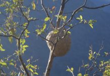 गाउँघरमा देखिन छोड्यो अरिङ्गालको गोला