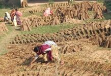 खाना पकाउन अझै गुइँठाकै भर