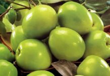 यस्ताे छ बयरका फाइदाहरु