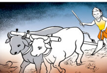 मिथिलाञ्चलमा आज हलो र गोरुको पूजा गरिँदै