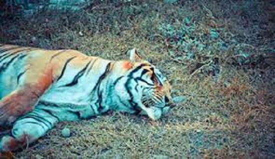 tiger