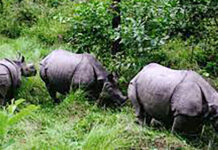 गैँडा संरक्षणसम्बन्धी अन्तर्राष्ट्रिय छलफल चितवनमा