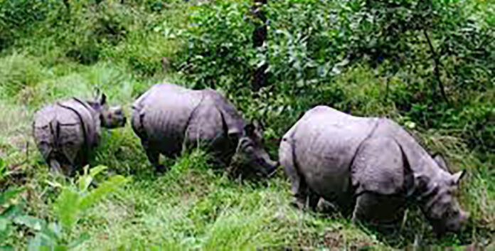 RHINO