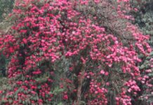 फुल्न थाल्यो गुराँस
