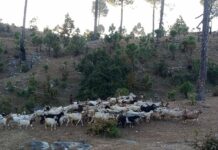 एक लाख ३७ हजार भेडाबाख्रालाई पिपिआर रोग विरुद्धको खोप दिन सुरु